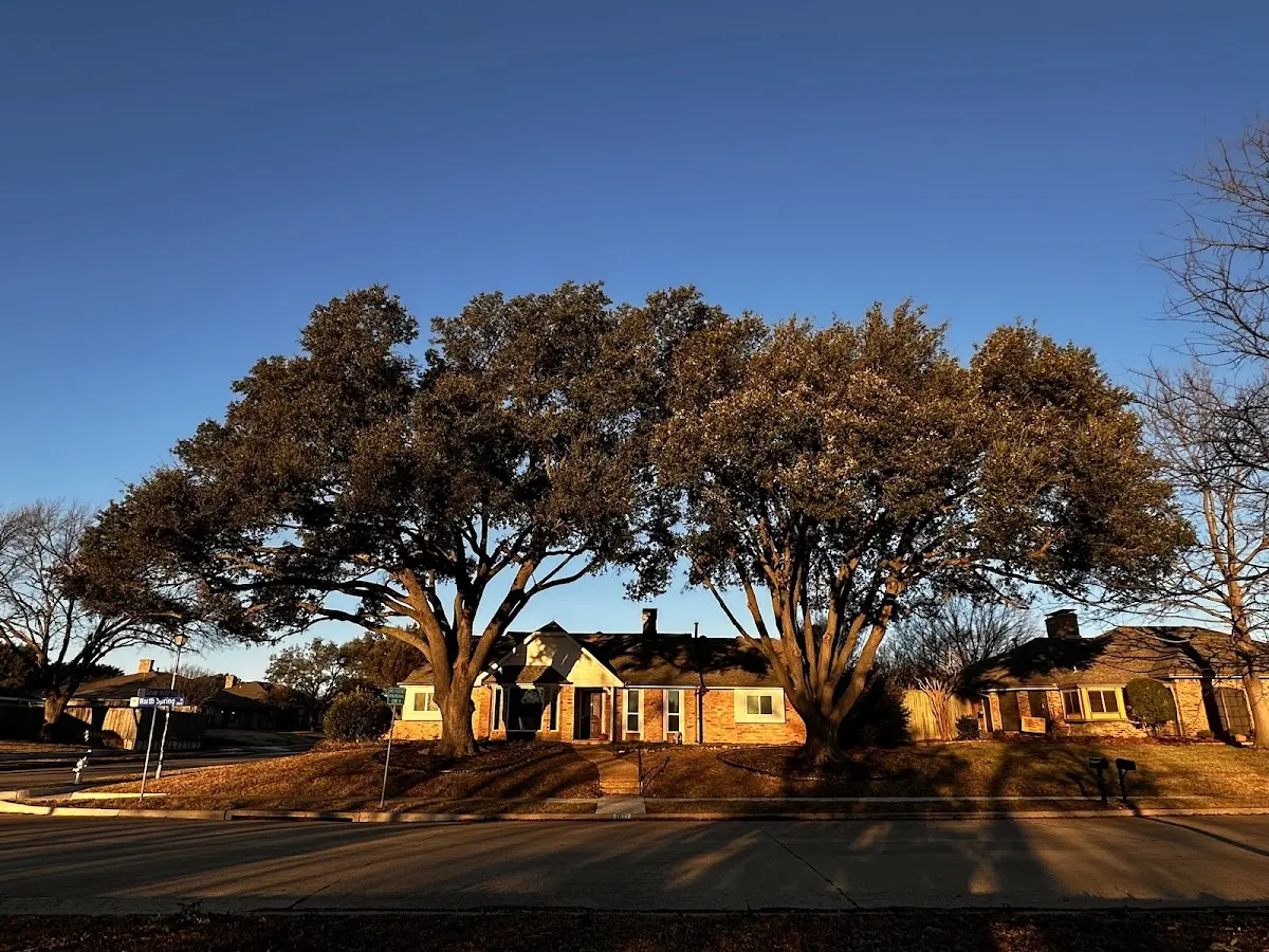 Established residential canopy tree shading a home in Capron